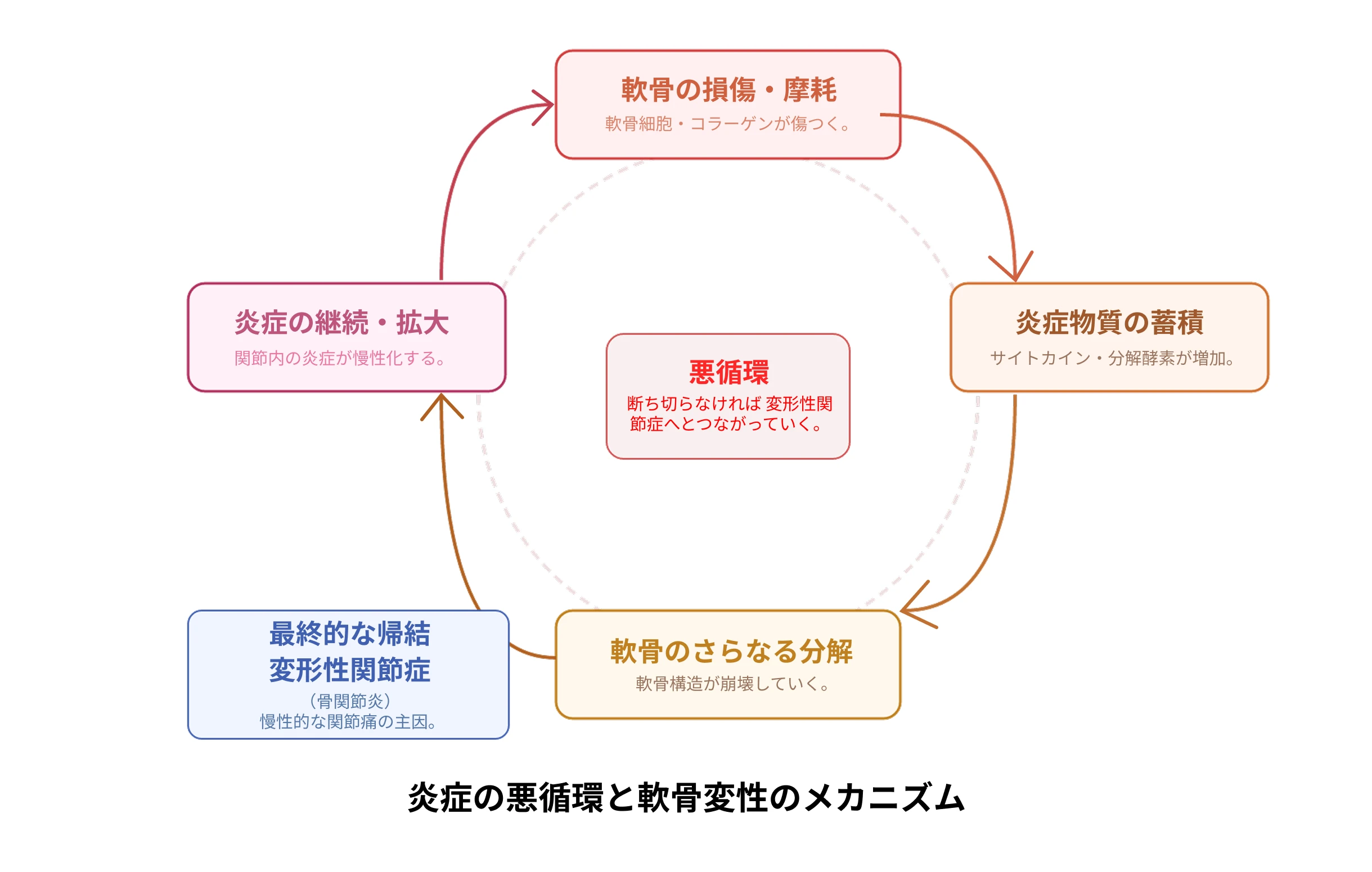 軟骨損傷から変形性関節症への炎症悪循環メカニズム図