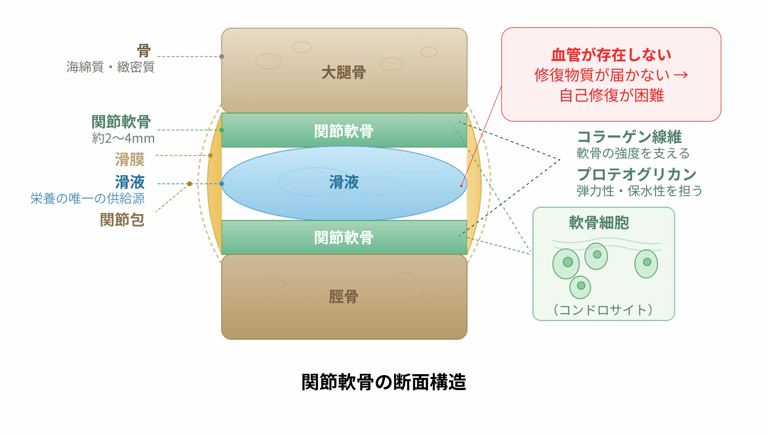 関節軟骨の断面構造図 コラーゲン・滑液・軟骨細胞の説明