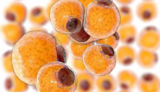 脂肪由来幹細胞（ASC）の採取と再生医療への応用イメージ