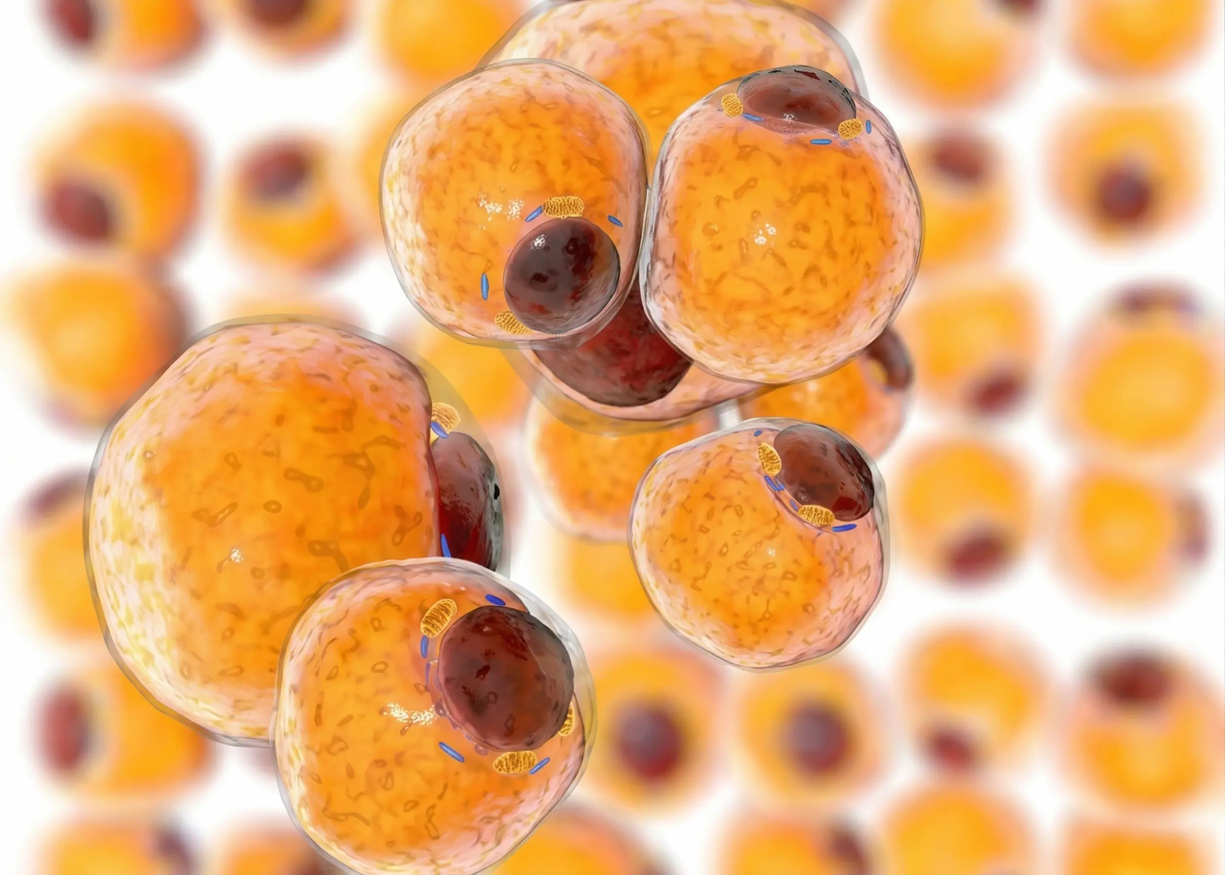 脂肪由来幹細胞（ASC）の採取と再生医療への応用イメージ