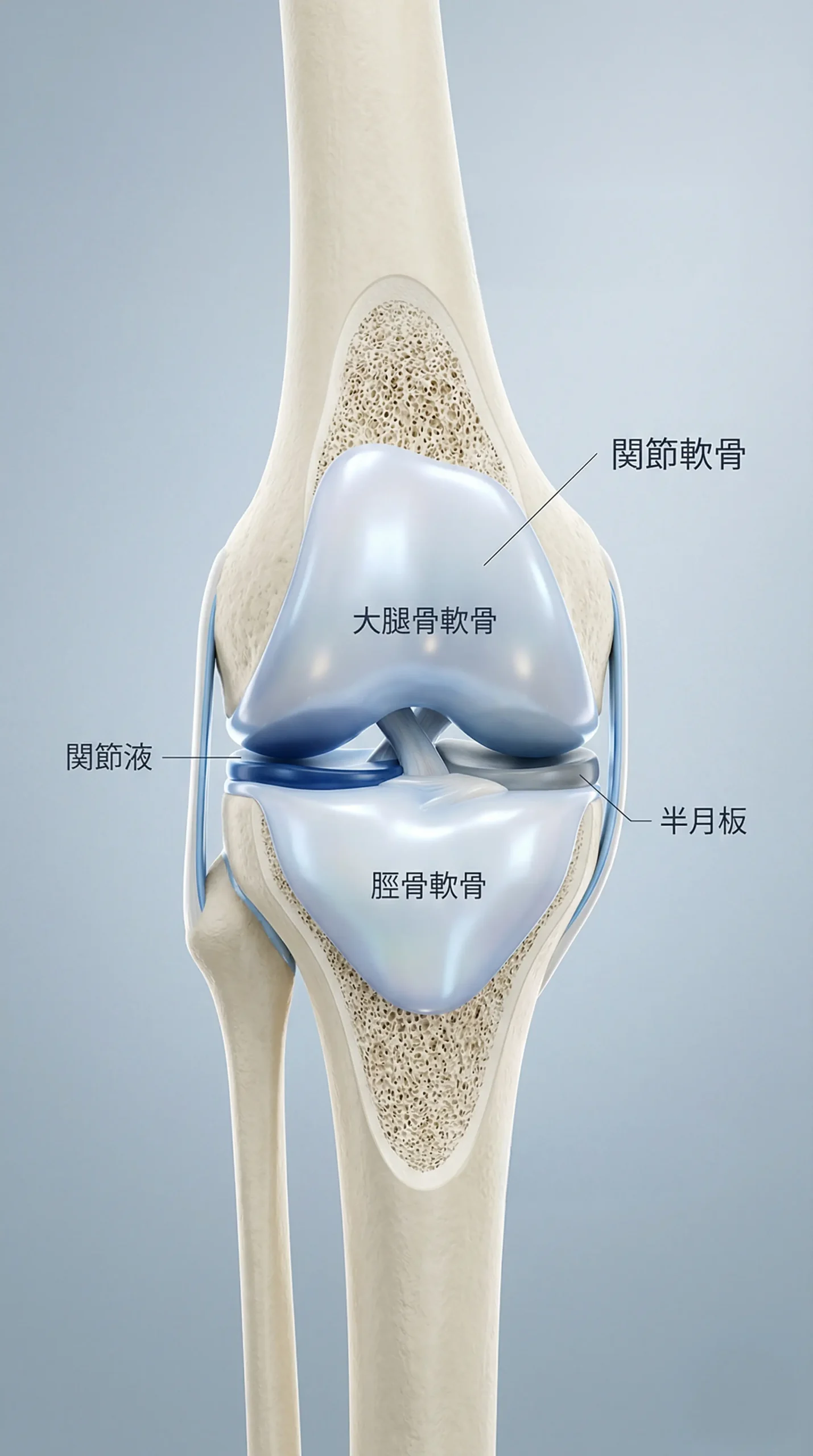 膝関節の3D医療イラスト 軟骨・骨・靭帯の内部構造